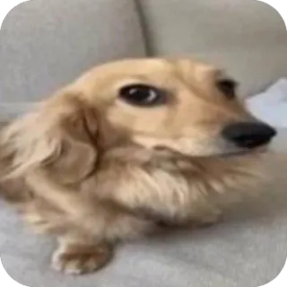 👀 собака, животное, питомец, милый, такса telegram sticker
