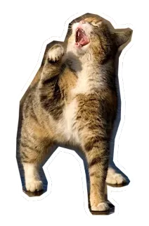 🐱 gato, bostezando, animal, mamífero, gato doméstico, mascota telegram sticker