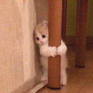 🌟 gato, gatinho, fofo, animal, animal de estimação, abraço telegram sticker