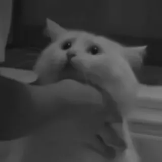 🐈‍⬛️ кот, белый кот, питомец, животное, милый, домашнее животное telegram sticker
