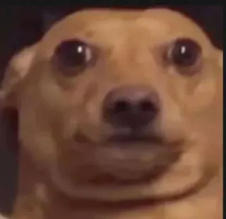 😳 anjing, binatang, hewan peliharaan, lucu, meme, chihuahua, anjing kecil telegram sticker