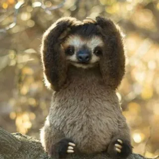 🙉 bradipo, animale, carino, fauna selvatica, natura, mammifero telegram sticker