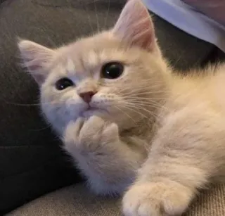 😾 кот, котёнок, думающий, милый, животное, питомец whatsapp sticker