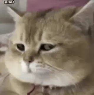 😏 RIえBRo mèo, thú cưng, động vật, dễ thương, meme telegram sticker