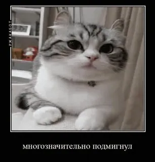 😉 многозначительно подмигнул gato, meme, engraçado, fofo, animal de estimação telegram sticker