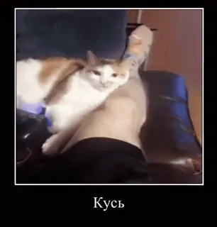 🐈 Кусь gato, morder, animal, fofo, animal de estimação telegram sticker