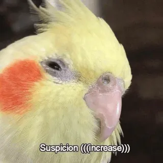 🧈 Suspicion (((increase))) oiseau, cockatiel, suspicion, augmentation, mème, perroquet telegram sticker