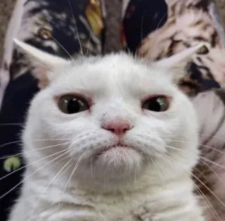 😠 cat, white cat, animal, pet, feline telegram sticker