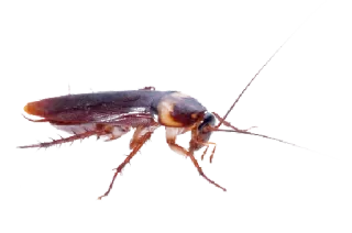😔 cockroach, pest, insect, bug, creepy, crawly whatsapp sticker