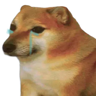 🐶 Doge หมา, ร้องไห้, เศร้า, มีม, ชีมส์, โดจ whatsapp sticker