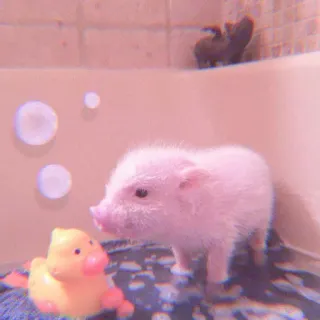 🐽 piglet, pink, cute, animal, bath, rubber duck telegram sticker