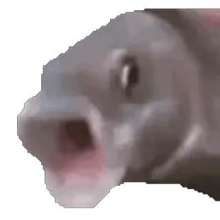 😱 Fisch, Meme, Tier, Wasserwesen, lustig telegram sticker