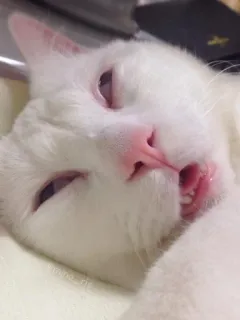😴 cat, white cat, animal, pet, sleepy cat telegram sticker