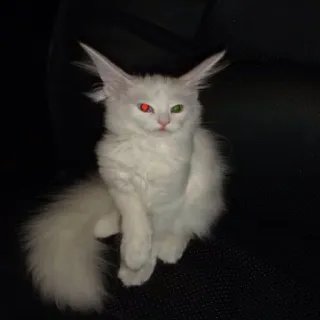 🐱 gato, gato blanco, gato de ojos dispares, mascota, animal, felino, animal doméstico telegram sticker