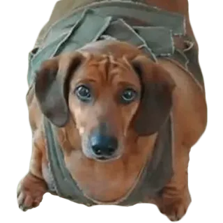 😢 cane, bassotto, animale, marrone telegram sticker