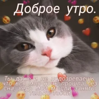 😏 Доброе утро.
Ты даже и не подозреваешь,
что вся моя ночь прошла без
сна, ведь мои мысли заняты
только тобои kot, rano, miłość, pozdrowienia, serca whatsapp sticker