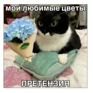 👎 мои любимые цветы
ПРЕТЕНЗИЯ Katze, Blumen, Strauß, niedlich, lustig telegram sticker