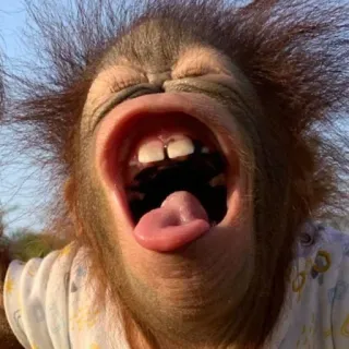 😫 orangutan telegram sticker