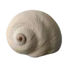 🐚