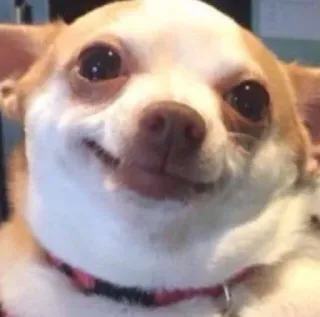 🙂 dog, chihuahua, animal, pet, cute, meme telegram sticker