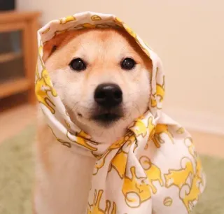 🐗 dog, shiba inu, scarf, headscarf, cute, animal, pet, doge telegram sticker