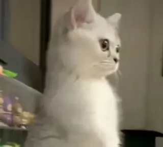 😳 кот, котенок, белый, милый, питомец telegram sticker