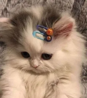 🐱 小猫, 猫, 动物, 可爱, 宠物, 毛茸茸 telegram sticker