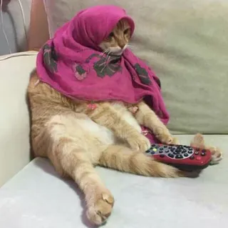 🙂 gatto, sciarpa, telecomando, animale domestico, animale, divertente, seduto telegram sticker