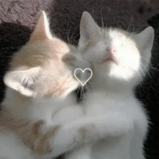 😂 猫, 子猫, かわいい, 動物, ハート, 愛 whatsapp sticker