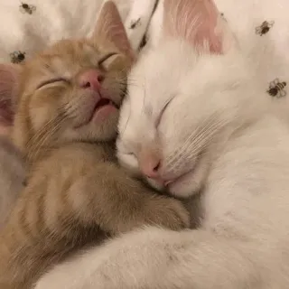 😴 gatti, gattini, dormire, animali, animali domestici, carino telegram sticker
