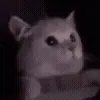 🙀