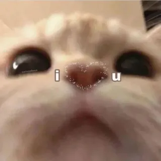 ❤️ i ❤️ u Katze, Herz, Liebe, süß, Meme telegram sticker