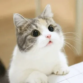 🐈 แมว, น่ารัก, สัตว์, สัตว์เลี้ยง, แมวบ้าน, ลูกแมว telegram sticker