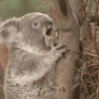 😬 coala, animal, austrália, marsupial, vida selvagem, natureza whatsapp sticker