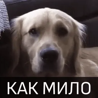 😊 КАК МИЛО cane, golden retriever, carino, testo russo telegram sticker