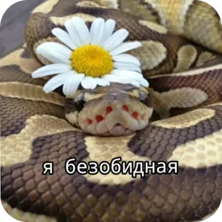 🥰 Я безобидная snake, daisy, flower, animal, cute, reptile telegram sticker