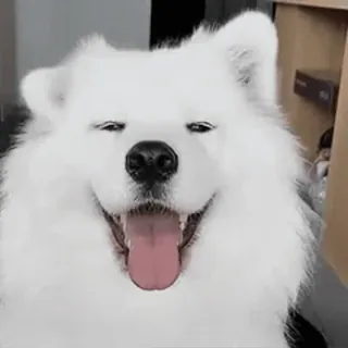 FunnyAnimal telegram stickers