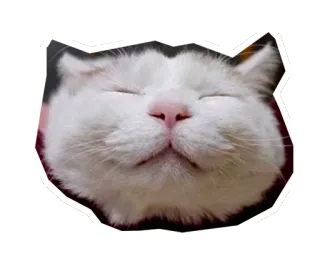 🐱 gato, animal, lindo, pegatina, gato blanco, feliz telegram sticker