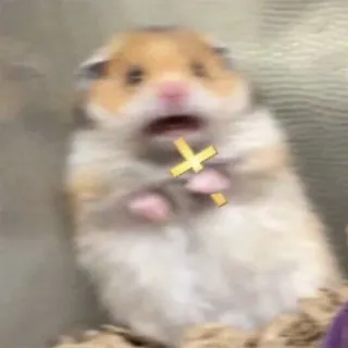 🙏 hamster, takut, marah, hewan, meme telegram sticker