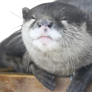 ☺️ выдра, животное, млекопитающее, дикая природа, милый telegram sticker