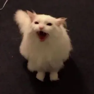 🐈 猫, 生气, 搞笑, 表情包, 喊叫, 白猫, 嘶嘶 telegram sticker