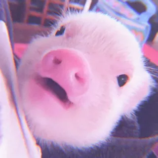 🐽 pig, cute, animal, pink, pet telegram sticker