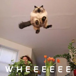 🦅 WHEEEEEE kot, skok, śmieszne, hura, latać telegram sticker