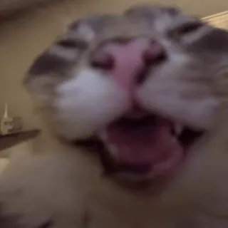 🤣 cat, funny, meme, pet, animal, cute, face, close up telegram sticker