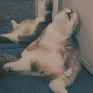 🐱 kot, kociak, zwierzę, słodki, zwierzę domowe, leniwy, śpiący telegram sticker