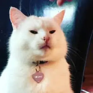 😡 cat, animal, pet, white cat, collar, domestic animal, feline telegram sticker