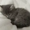 🐱