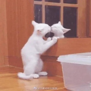 🐱 沙漠动物在哪里 gatto, bianco, animale, carino telegram sticker