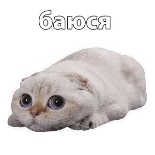 😰 баюся cat, cute, animal, scared, russian, text whatsapp sticker