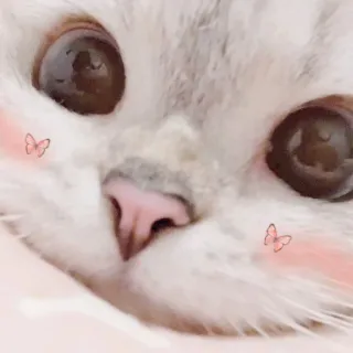 🐈 猫, かわいい, 動物, 蝶, 子猫, ペット, 家畜 whatsapp sticker